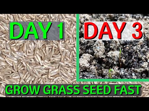 How To GROW Grass Seed FAST // CHEAT Nature And Grow Grass In 2 Days