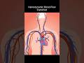Hemodynamic Blood Flow | Pressure vs Resistance #shorts