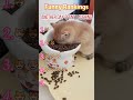 The cat fought to the very last moment.😻#foryou #funny #cat #funnyvideo #fyp #comedy #mischief
