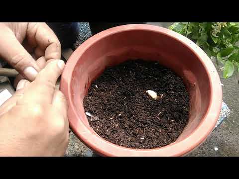 Video: Paano Panatilihin Ang Sprouting Bawang