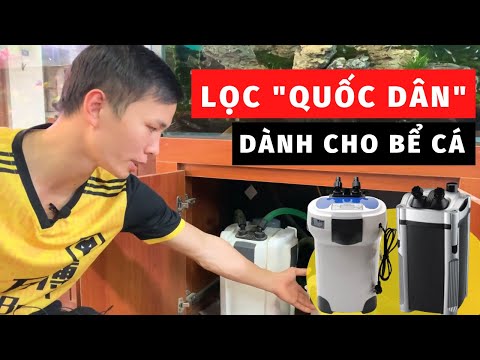 Video: Top 8 cây cảnh tốt nhất cho người mới bắt đầu