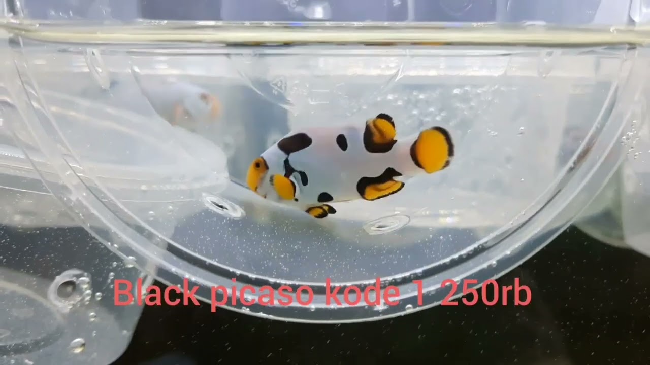 ANEKA JENIS NEMO HYBRID BESERTA HARGANYA