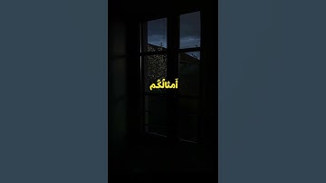 تلاوة جميلة و خاشعة للقارئ ياسر الدوسري #اكسبلور #ياسر_الدوسري #القارئ_ياسر_الدوسري #عمار_الصريدي