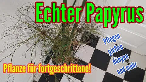 Wie pflege ich eine Papyruspflanze?