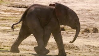 Curious Baby Elephant S First Water Trip The Long Walk Home Bbc Earth