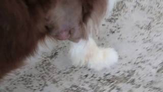 A Bearded Collie has an upper foreleg swelling - haematoma screenshot 2