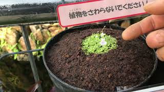 2023年の干支　ウサギゴケ（2022年12月23日）