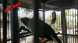 masteran jalak ngomong pagi sore malam full