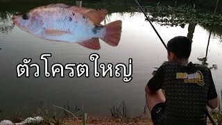 ตกปลานิลชิวๆ แต่กับได้ตัวโครตใหญ่ 🐟🐟EP.1