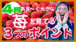 【いちご栽培】4月にやるべき管理のポイント3つ！