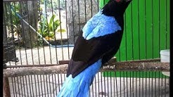 Cucak Biru - Wayang menikmati ringtone Hp titut ti  - Durasi: 1:21. 