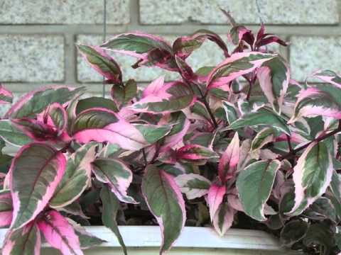 Video: Hybrid Fuchsia-information: Lær om dyrkning af hybrid Fuchsia-plante