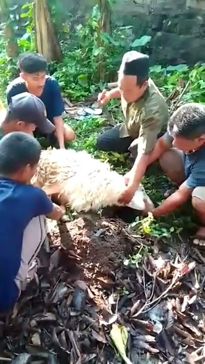 proses sembelih kambing kurban #hewankurban #iduladha1441h #harirayaqurban