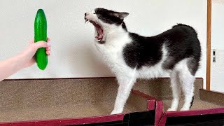 【面白い動画】 かわいい猫 - かわいい犬 - 最も面白いペットの動画 #25