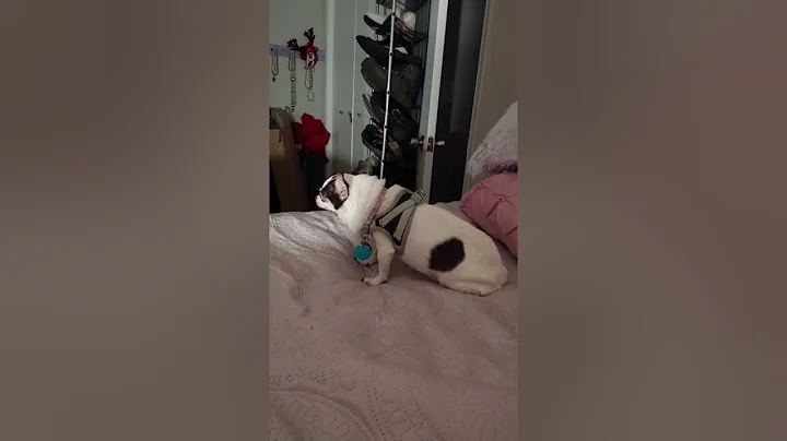 Millie Woo Coughing (Collapsing Trachea and Enlarg...