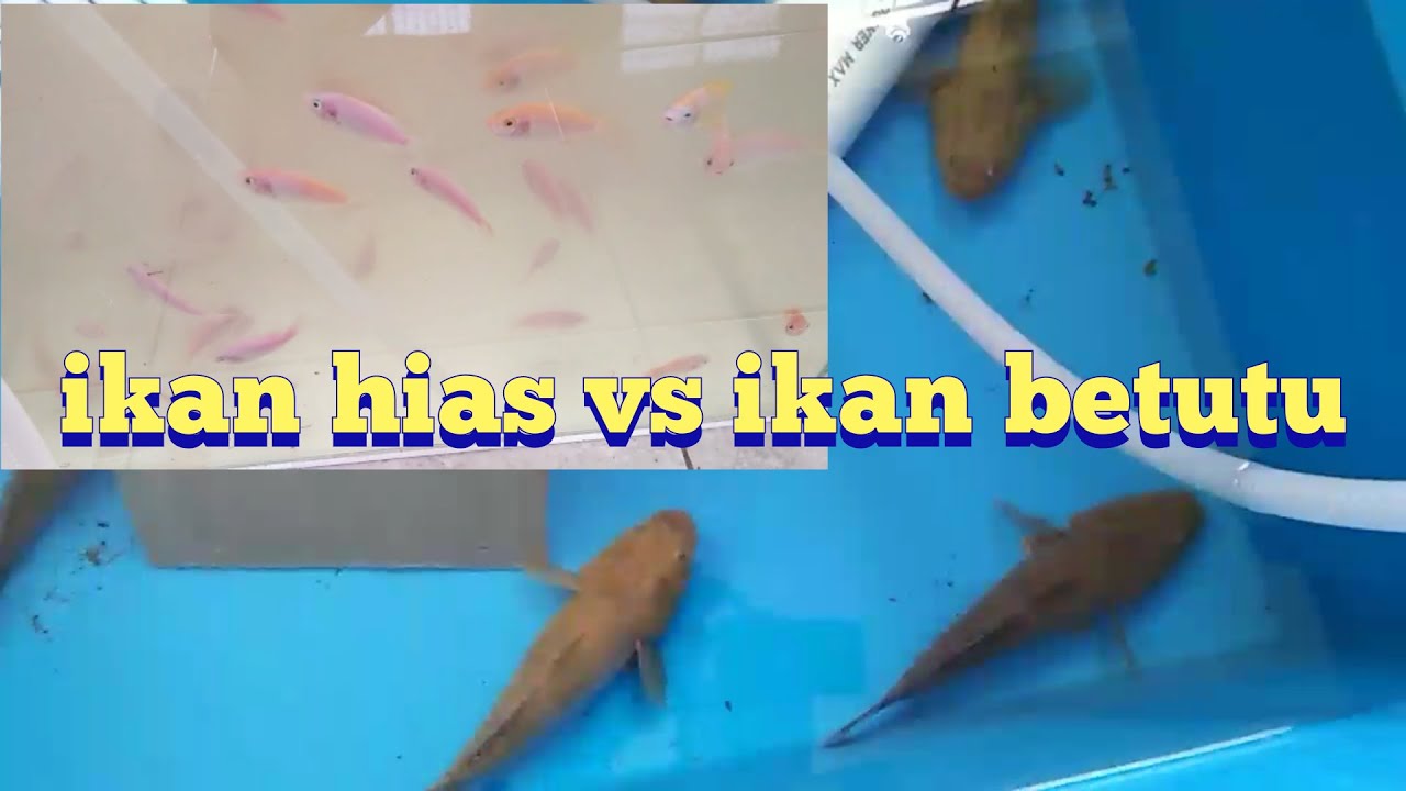 BUDIDAYA IKAN BETUTU 