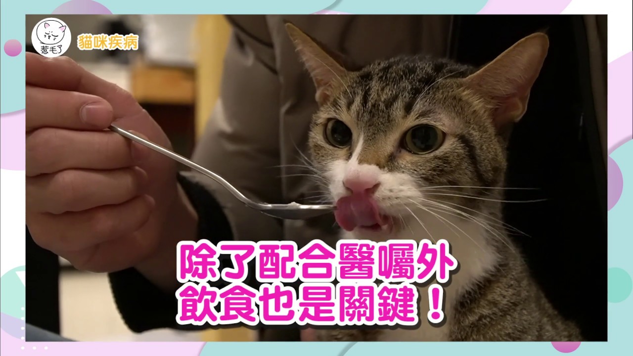 20200428吃多還是瘦~貓主子怎麼了？甲狀腺機能異常難察覺～