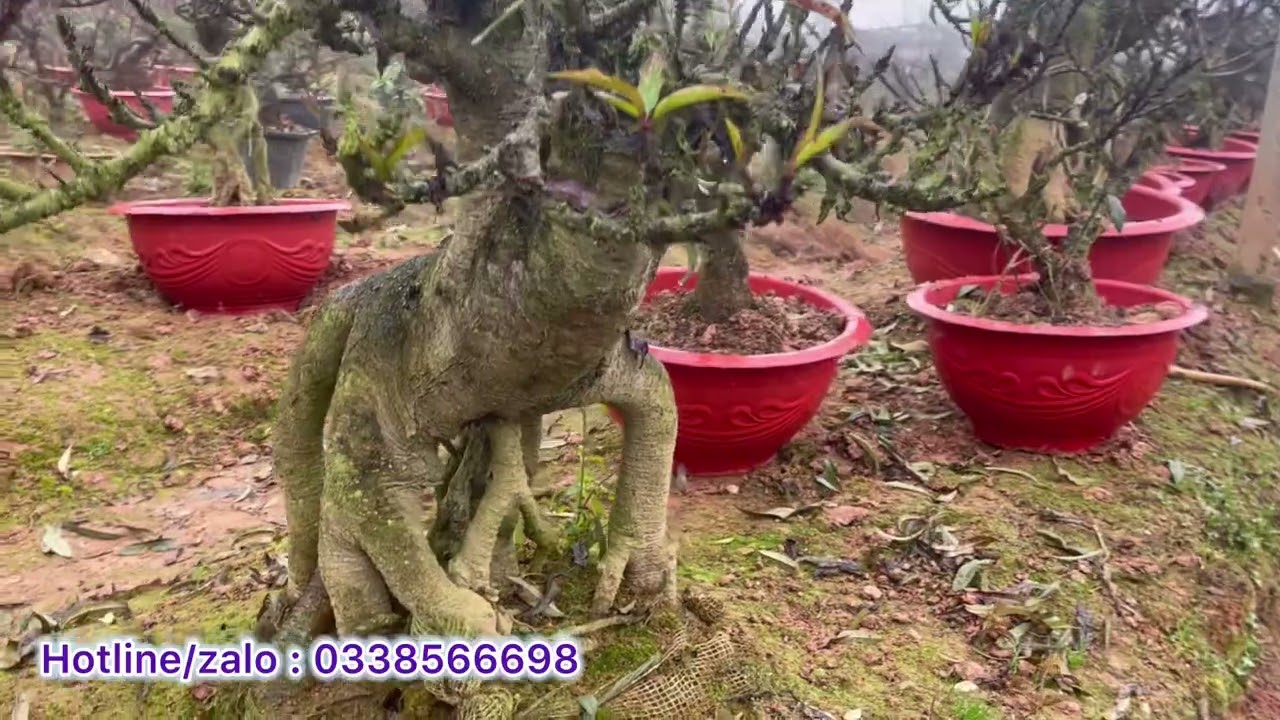 Đào thất thốn gốc to siêu phẩm đẹp nhất tết 2025