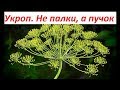 375. . Как вырастить укроп кустом, а не зонтиком