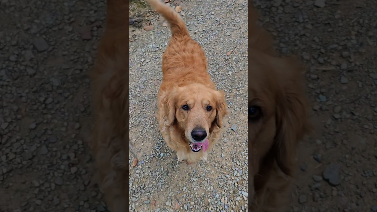 We Want Play plz🥺♥️🐶