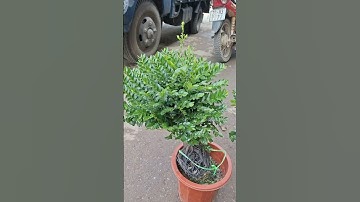 Bán buôn bán lẻ cây tùng đen bonsai rễ nổi đẹp 0977973535