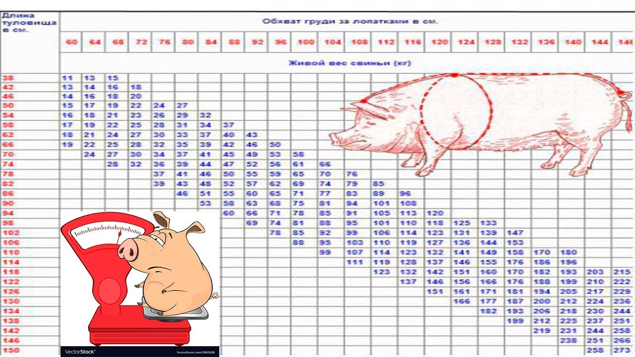 Уровень свиньи. Таблица обмера свиней. Как измерить вес поросенка. Таблица измерения живого веса поросят. Таблица определения живой массы свиней.