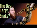 3 Reasons Why Red Tail Boas Are The BEST Large Snake