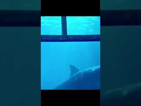 THE MEG 2: THE TRENCH (2023) Trailer | Jason Statham, Li Bingbing, Ruby Rose | Sequel (Fan Made)