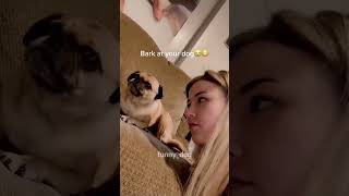 #funny #dogs #pet #dogscats#dogshorts #dog#doglover#doglife