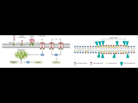 Videó: A Sertések Clostridium Perfringens C Típusú Enteritis Elleni Vakcinázása: Helyszíni Vizsgálat Adaptált Oltási Sémával