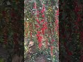 #Desert cultivation. This is a desert. The red goji berries are sulfur-free and very sweet
