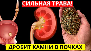 Эта Трава Дробит Камни В Почках И Печени!Лечит Суставы, Цистит Защищает Легкие От Бронхита Дар Богов