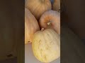 BUHAY PROBINSYA! GIANT PUMPKIN / SQUASH FROM OUR BACKYARD ! /VICKAY KIKAY #shorts #organic #pumkin
