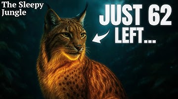 Biologists Declared the Iberian Lynx Extinct... And They Were Wrong | For Sleep