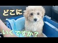 お迎え後初のワクチンにビクビクする子犬がかわいい【トイプードル】