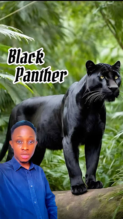 Black Panther is no a Real Animal #animalfacts #wildlifeadventurefiles #blackpanther