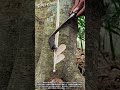 環境に優しい方式で森林から樹液を収穫する工程 #worker #process #rubber #tree #sustainability