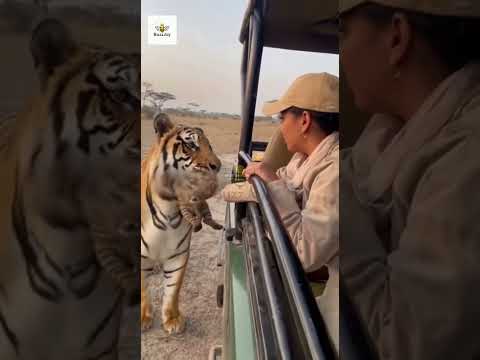 Mother Tiger Protects Her Cub From A Pack Of Hyena