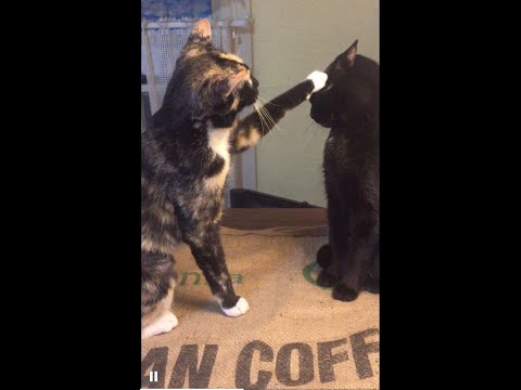 Cats Who Slap PART 5! (A Compilation)