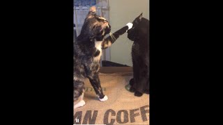Cats Who Slap PART 5! (A Compilation) by Neko Watch 34,028 views 2 years ago 4 minutes, 9 seconds