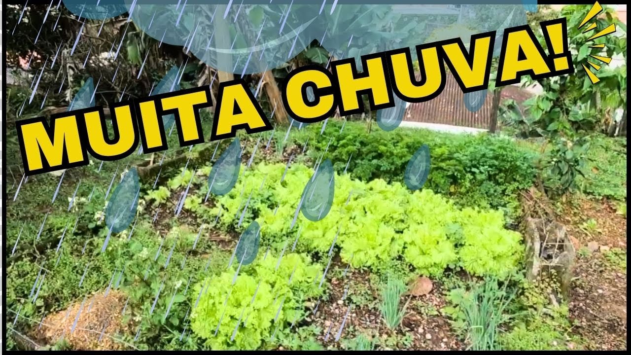 Dia a Dia -  Mostrando a Situação da Horta depois de tanta chuva