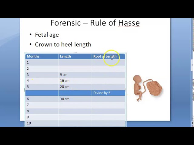 📃 Fetal foot: evaluation of gestational age
