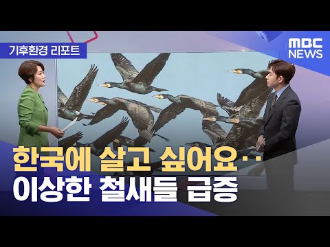 기후환경 리포트 한국에 살고 싶어요 이상한 철새들 급증 2022 08 05 뉴스투데이 MBC 