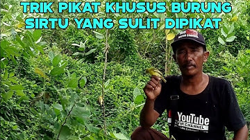 BURUNG SIRTU SUSAH TURUN DAN TAU PULUT AKAN TERKAPAR DENGAN TRIK INI