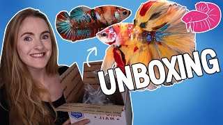 Premium Imported Betta Unboxing! And the Sickness That Sneaked into my Fish Room Afterwards.
