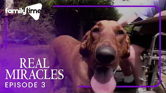Real Miracles | Episode 3 | The Power of Puppies