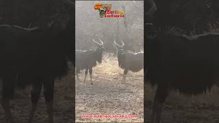 Nyala Bulls in Africa! #nature #relaxingmusic #adventure #wildlife #archery