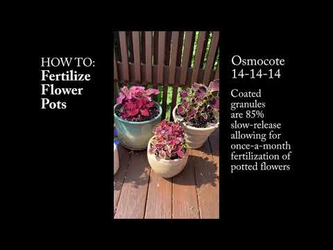 HOW TO: Fertilize Flower Pots and Potted Plants