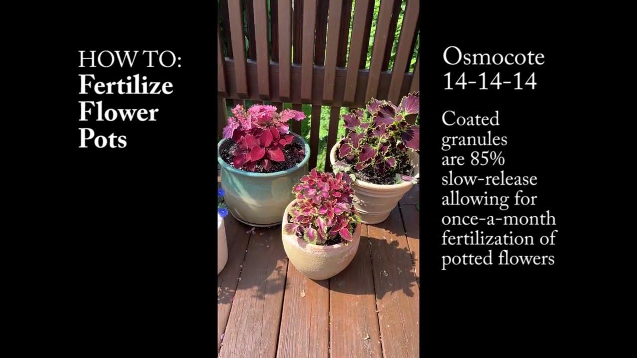 HOW TO Fertilize Flower Pots and Potted Plants YouTube