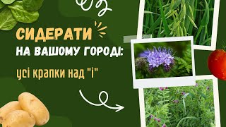 Як обрати сидерати для власного городу (а також довідкова таблиця в описі під відео)